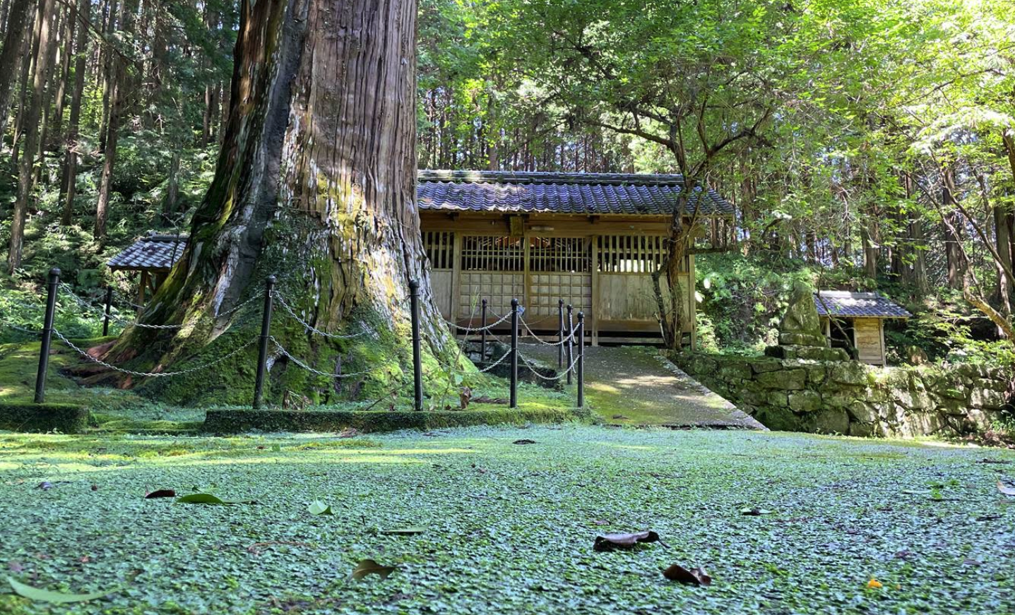 苔に覆われた美しい地面(天神の大杉の境内)