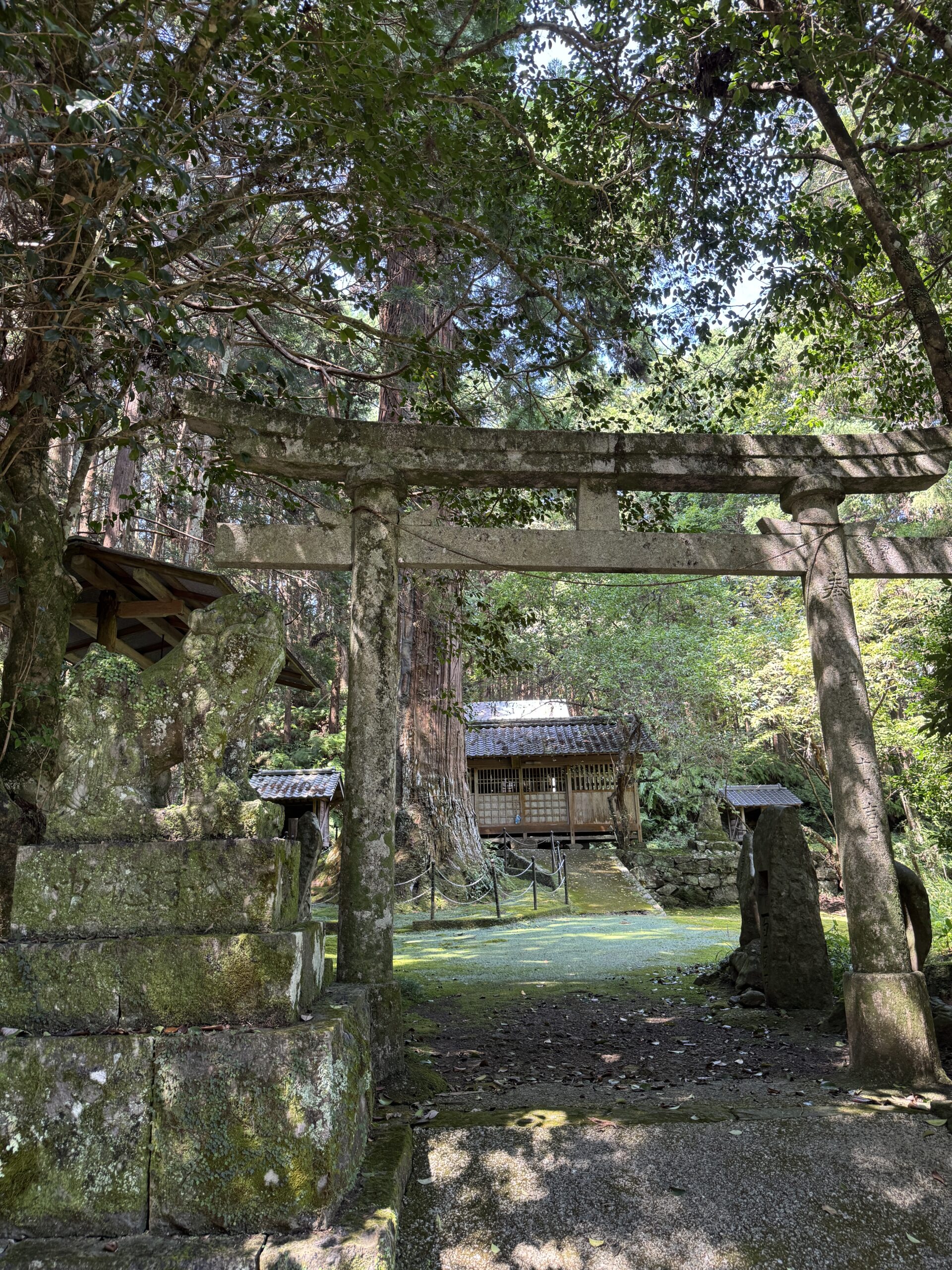 入口の鳥居(天神の大杉・天満宮)