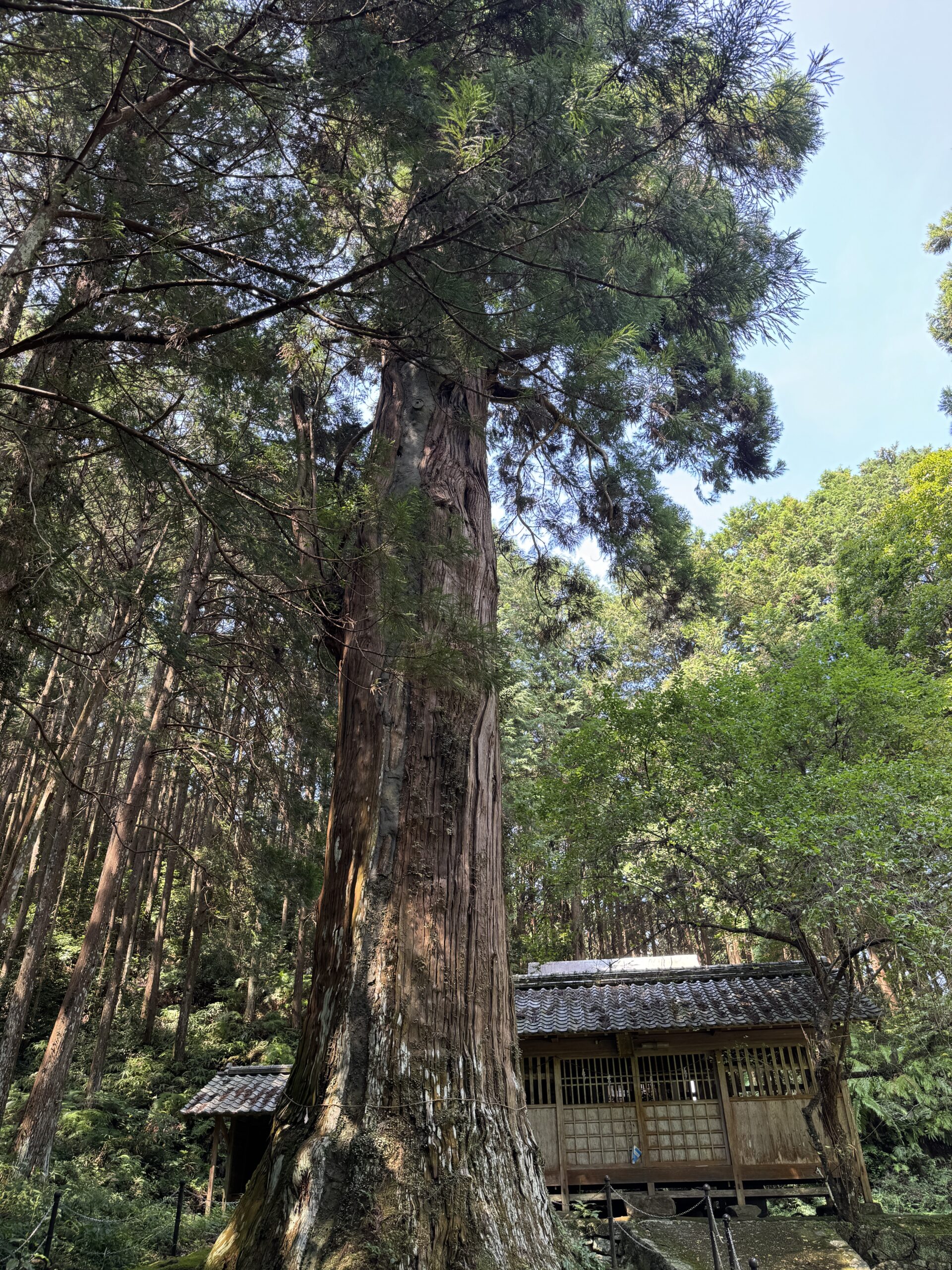 天神の大杉:まっすぐ天へ伸びる巨杉(香南市)