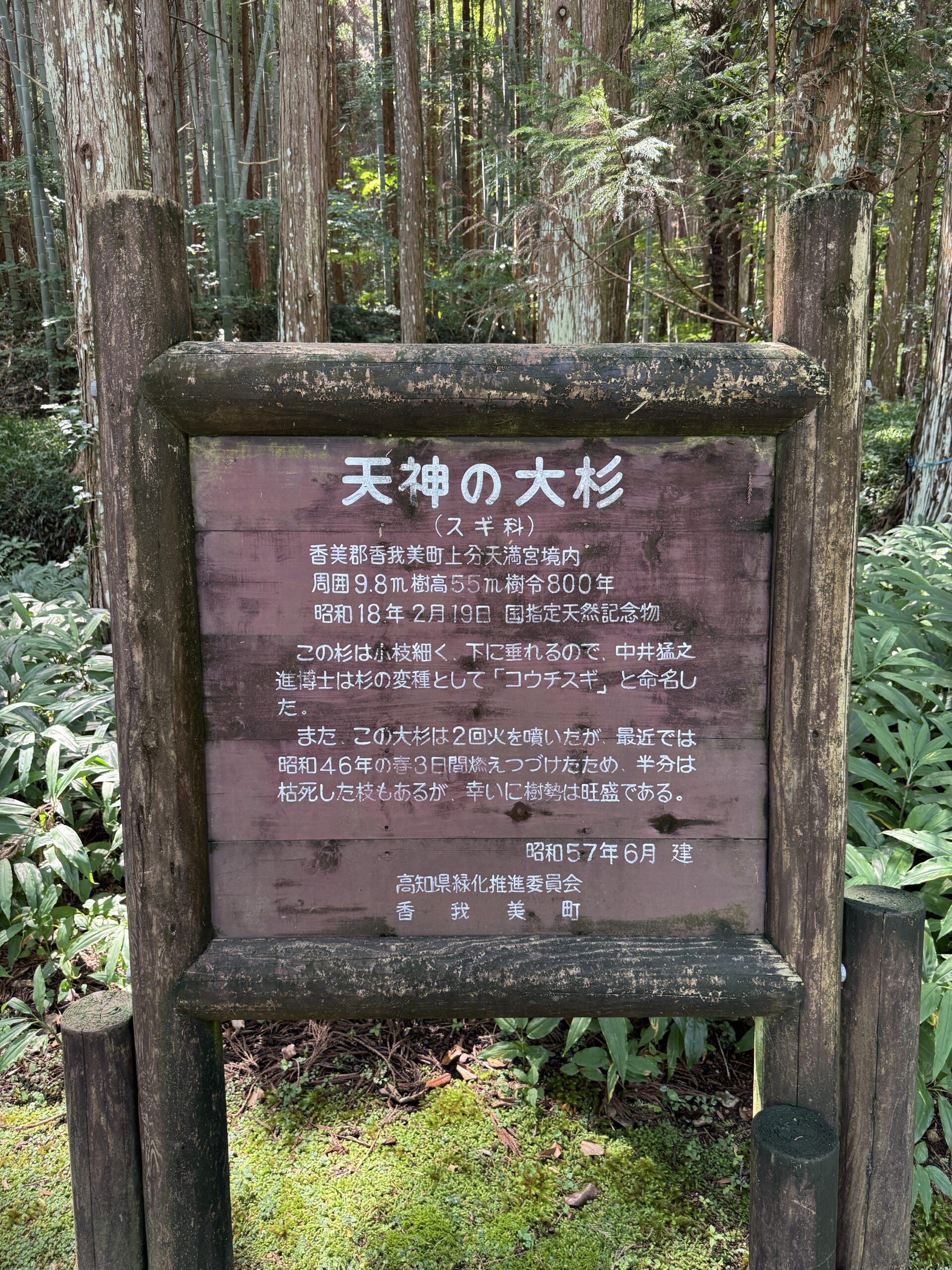 大杉の解説板(天神の大杉)
