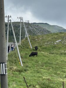 四国カルストで放牧される牛