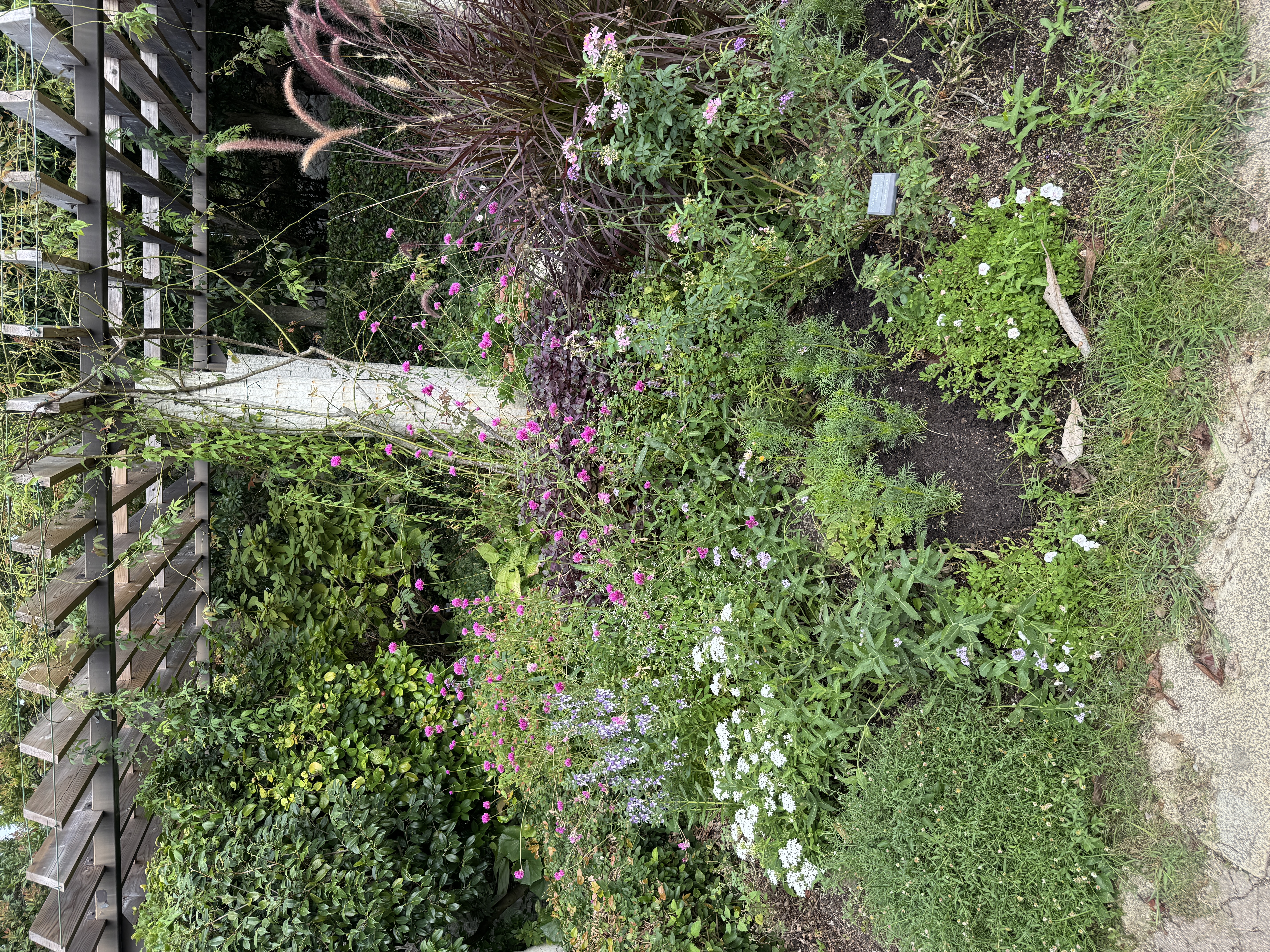 北山山荘の抹茶と和菓子