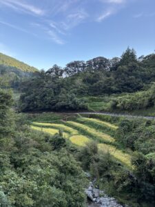 棚田の風景(作例1/iPhone 16e)