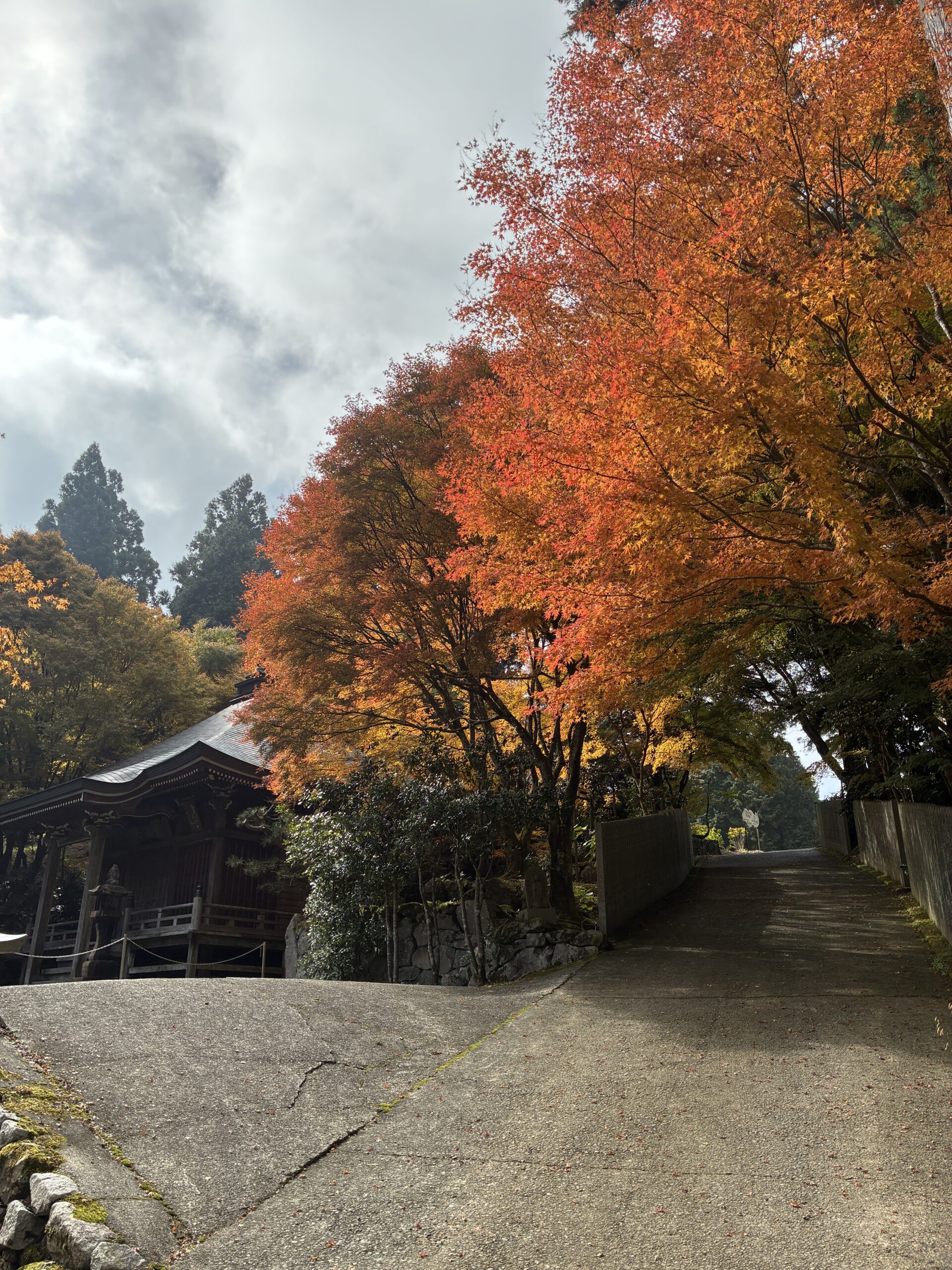 紅葉したカエデ（雲辺寺）