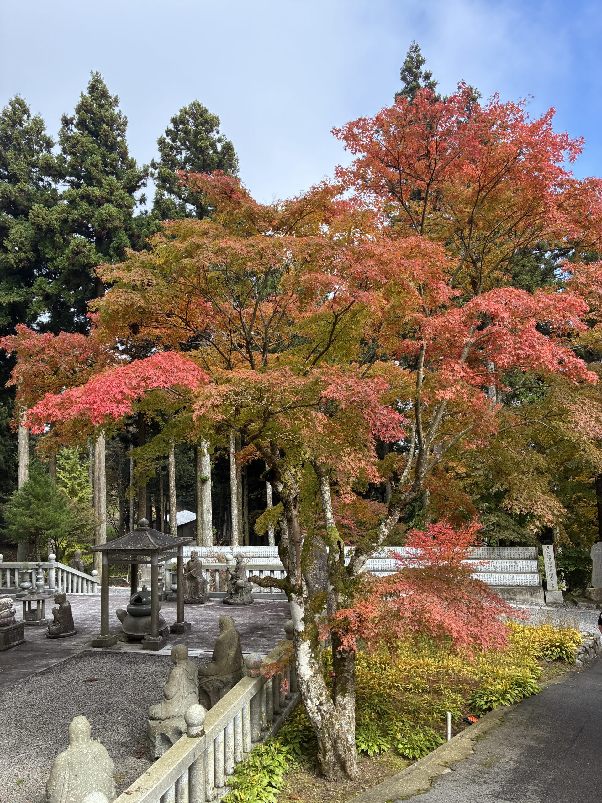 杉木立と紅葉のコントラスト