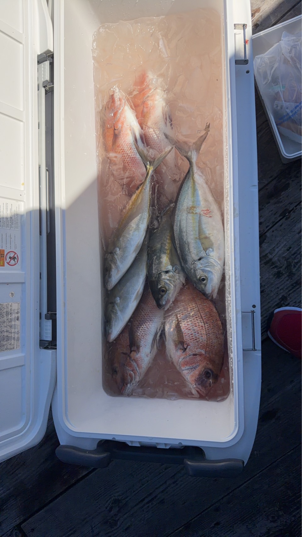 幸丸での見事な釣果その2