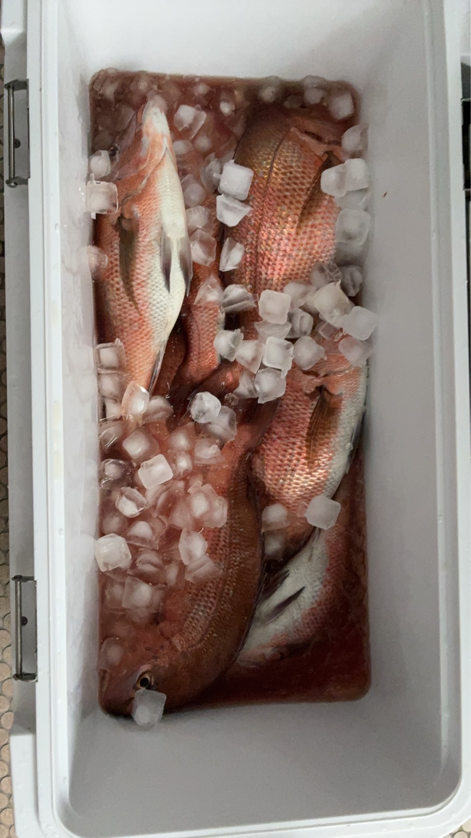 幸丸での見事な釣果その1